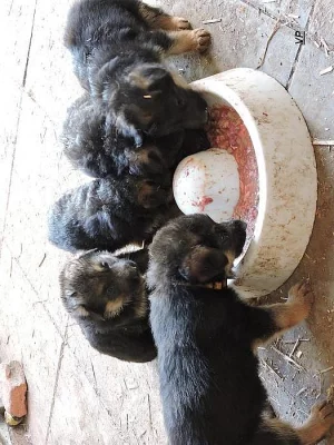 Prodáme štěňata NO s PP